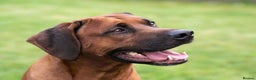 Rhodesian Ridgeback dogs for stud: Rhodesian Ridgeback Stud…. in Doncaster - Advert 6