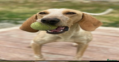 Segugio Italiano dogs - Advert 13