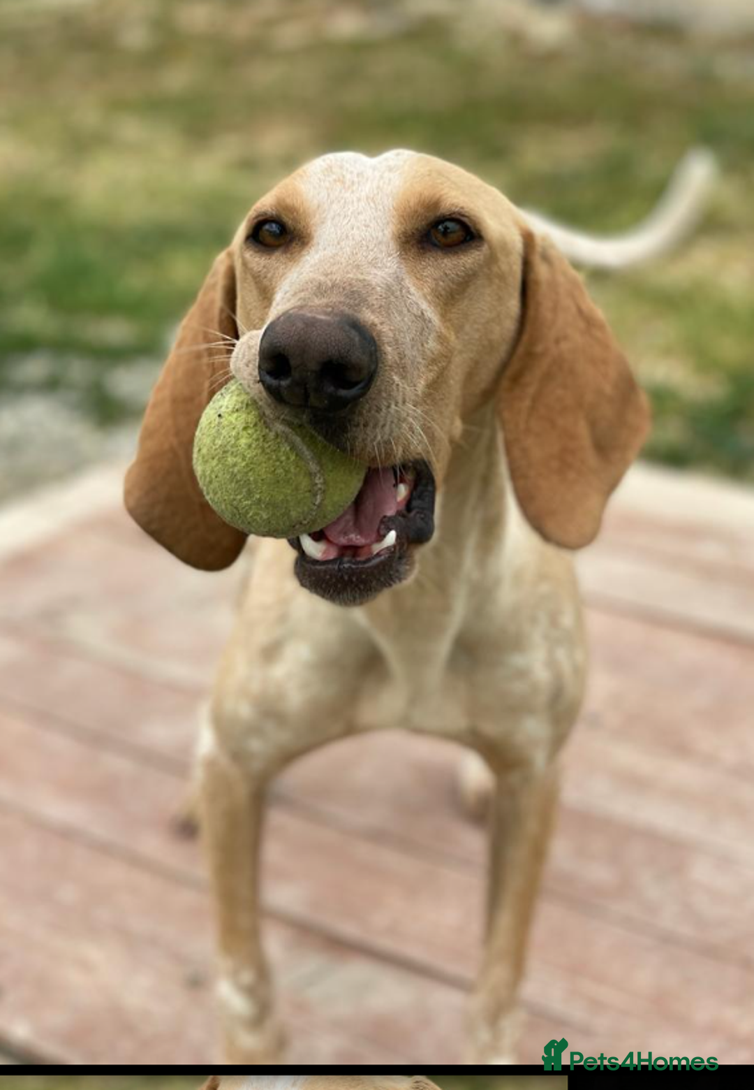 Segugio Italiano dogs for adoption: Twix - child friendly! - Image 2