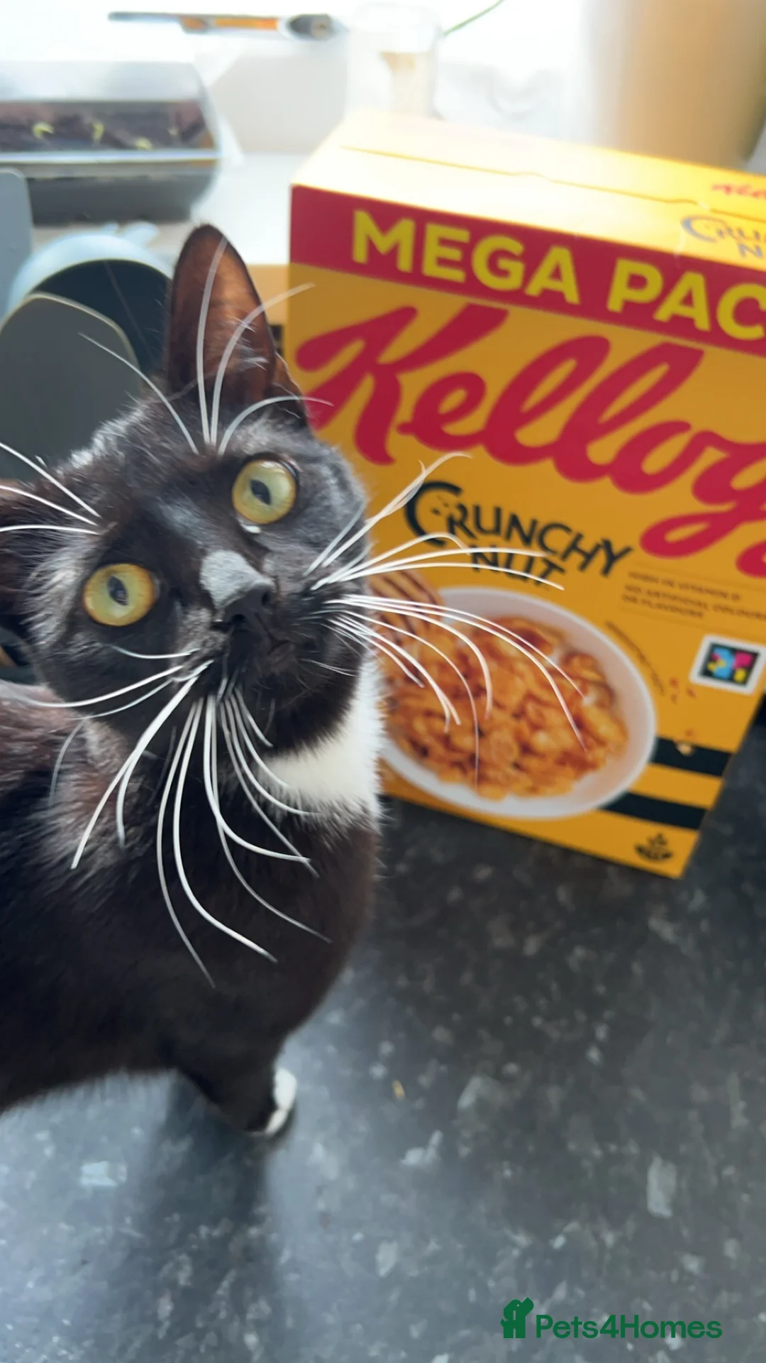 Domestic Shorthair cats for sale: Mia is looking for a new home!  - Advert 1