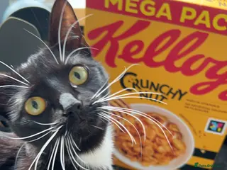 Domestic Shorthair cats Mia is looking for a new home! - Advert 1