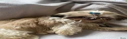 Shih Tzu dogs for sale: Lovely boy for sale - Advert 10