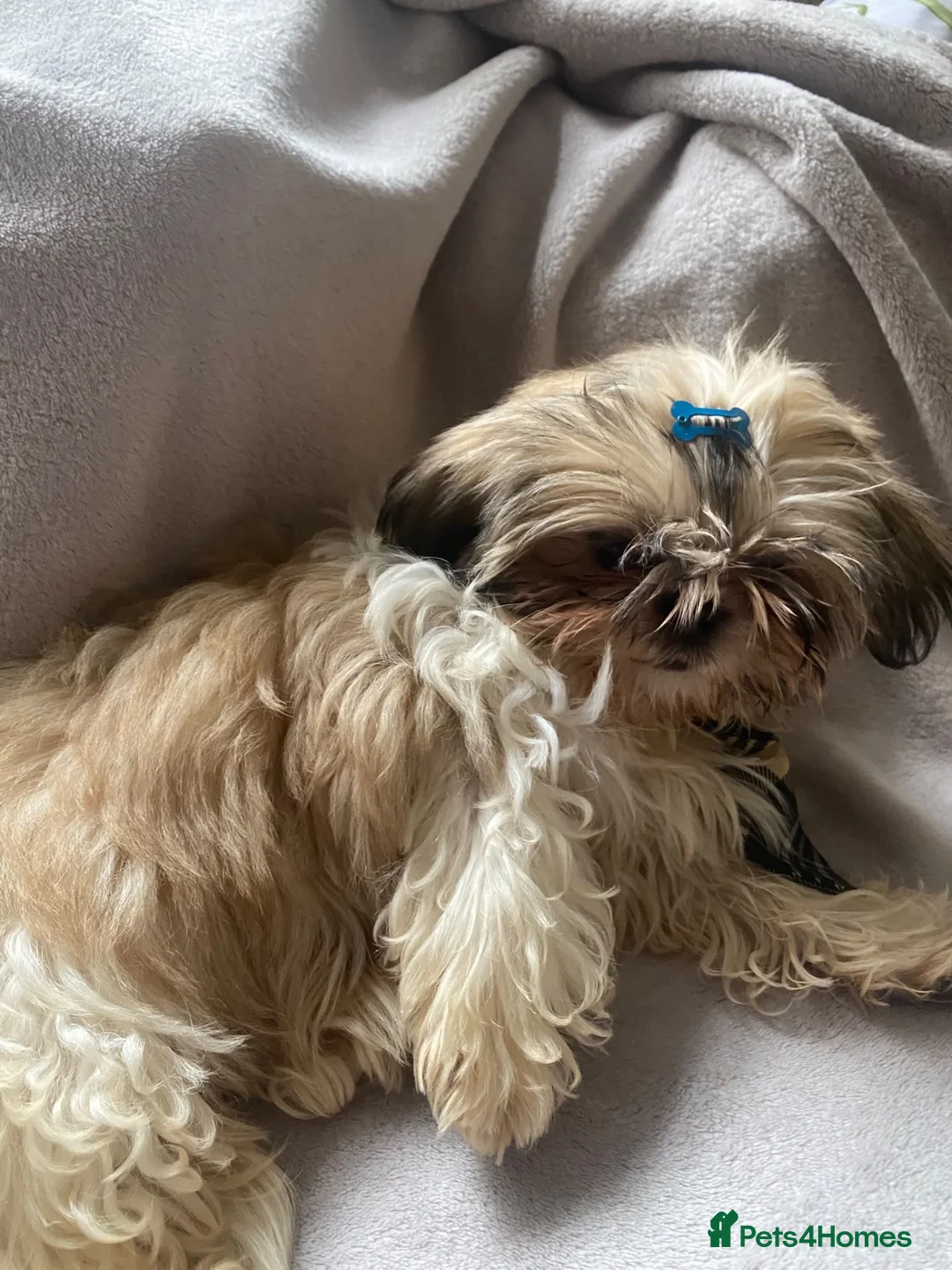 Shih Tzu dogs for sale: Lovely boy for sale - Advert 10