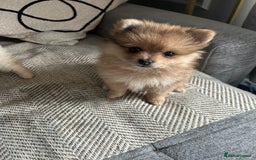 Pomeranian dogs for sale: Baby Pom poms  - Image 1