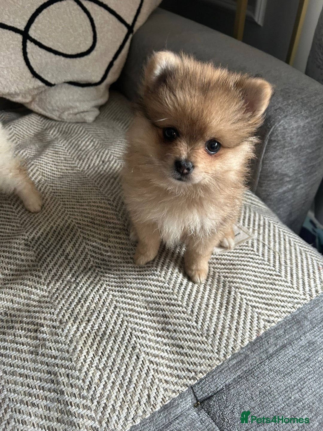 Pomeranian dogs for sale: Baby Pom poms  - Image 1