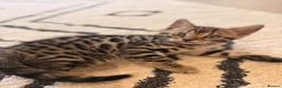 Bengal cats for sale: 🌟 Stunning Female Bengal Kittens Available! 🌟 - Advert 6