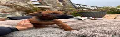 Rhodesian Ridgeback 1