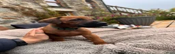 Rhodesian Ridgeback dogs for sale: Rhodesian Ridgeback Puppies - Advert 3