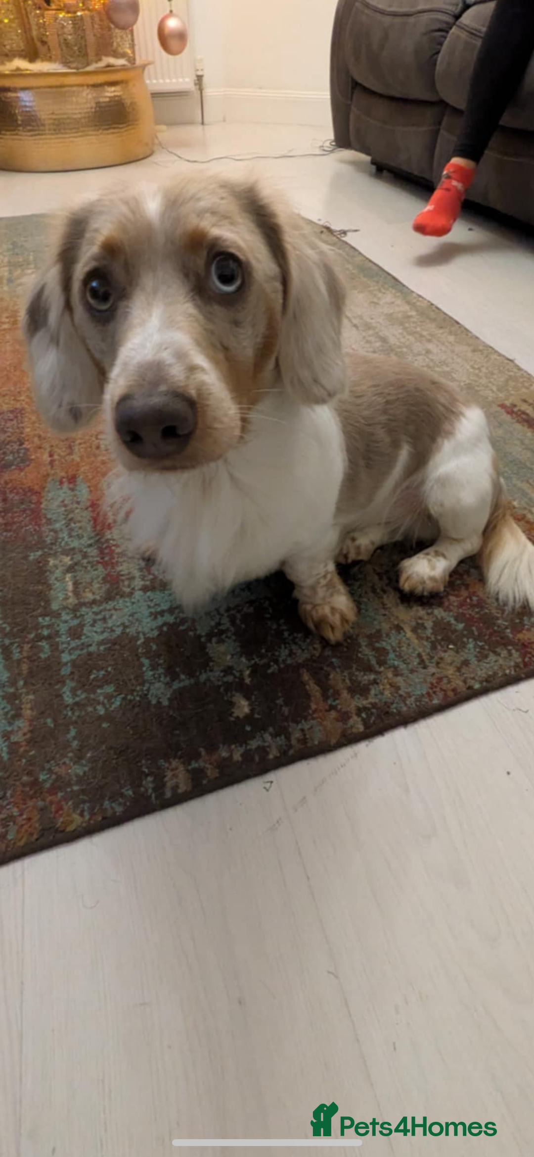 Dachshund dogs for stud: Charlie - Advert 3