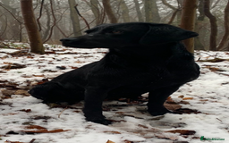 Labrador Retriever dogs for sale: Black & yellow working Labrador puppies  - Image 8