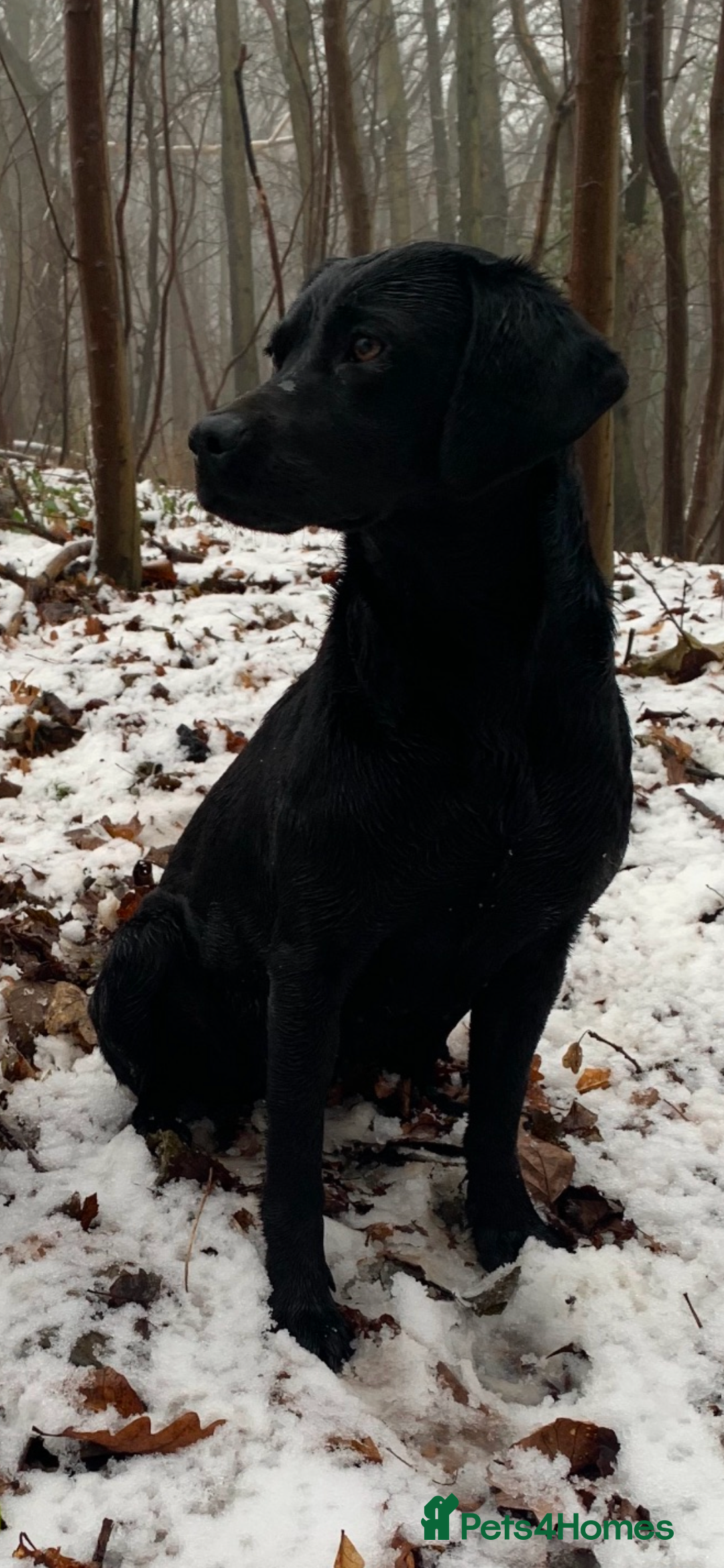 Labrador Retriever dogs for sale: Black & yellow working Labrador puppies  - Image 8