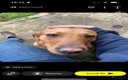 Labrador Retriever dogs for sale: Fox Red Labrador puppies  - Image 25