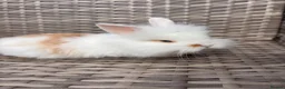 Lionhead rabbits for sale: Adorable Purebred Lionhead Bunny Babies - Advert 6