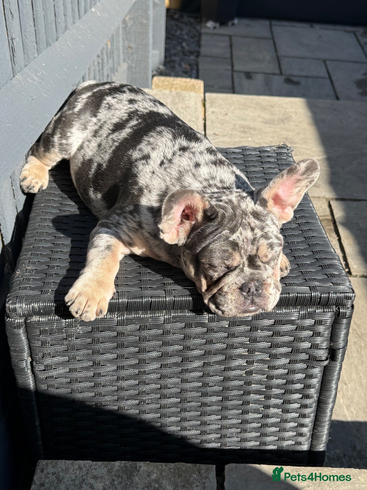 French Bulldog dogs Last adorable Girl for her forever home. - Advert 1
