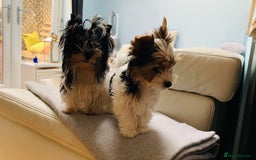 Biewer Terrier dogs for sale: Biewer Yorkshire Terrier - Image 4