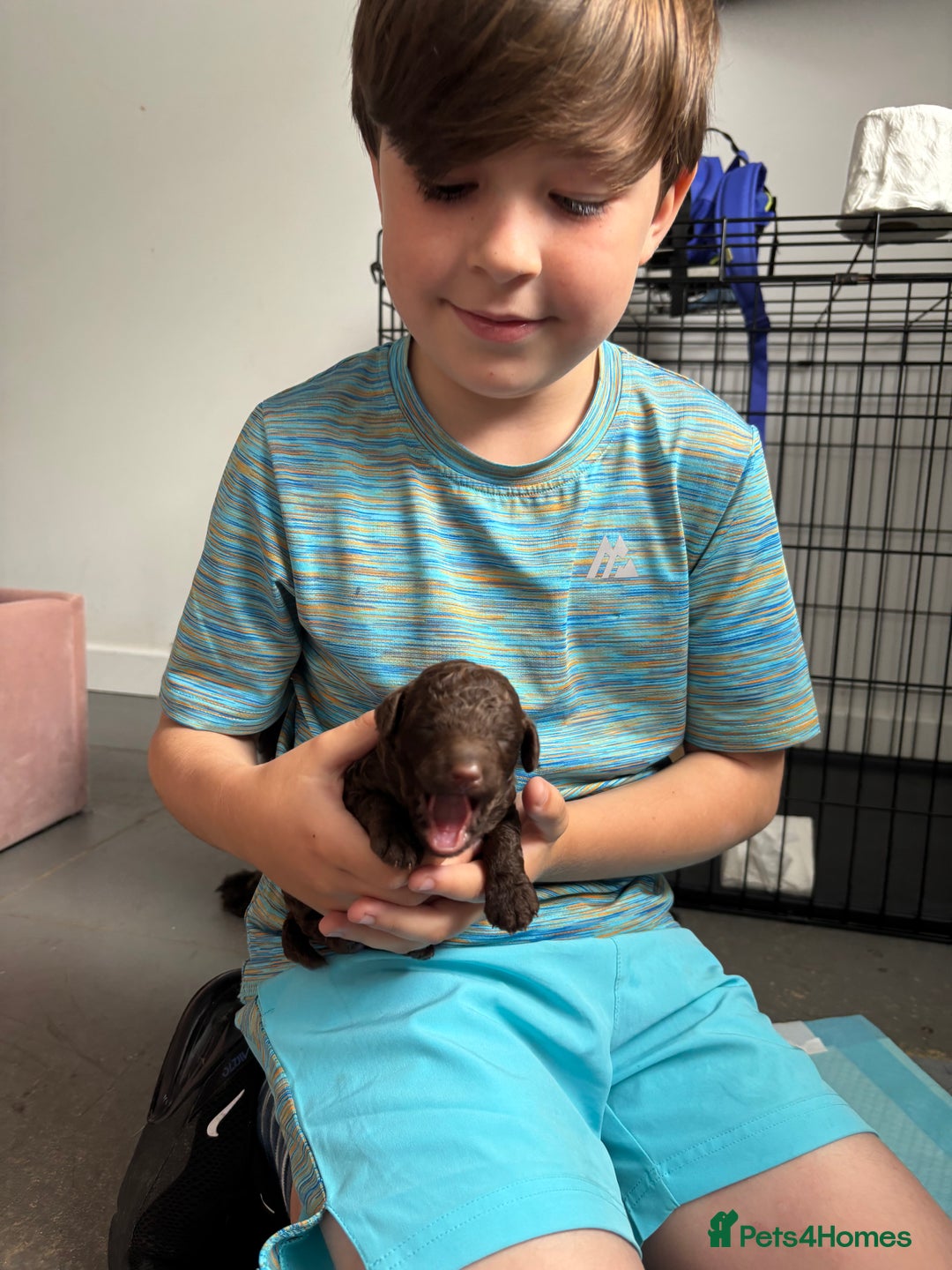 Cockapoo dogs for sale: 25%cocker spaniel 75% toy red poodle - Image 21