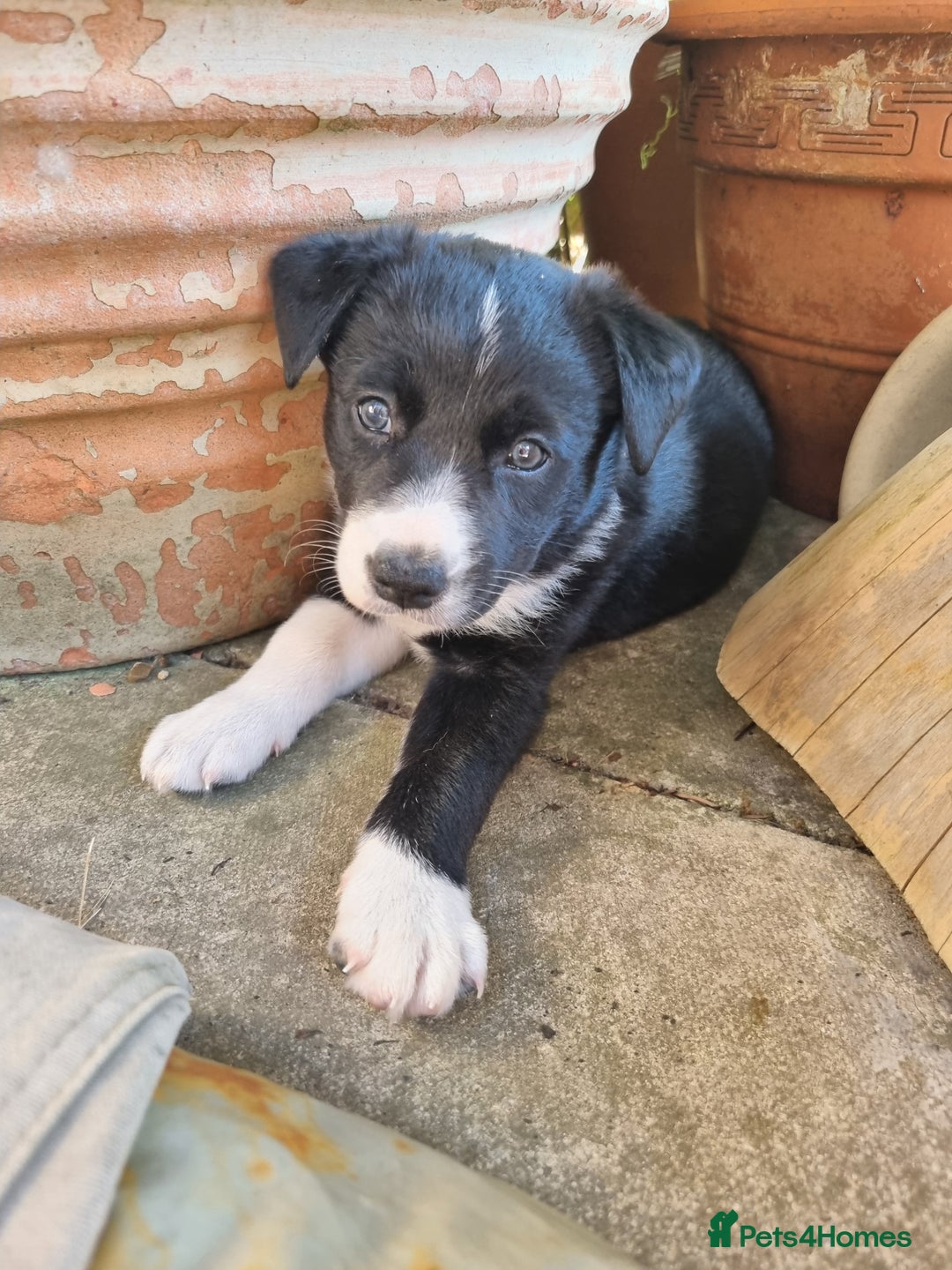 Border Collie dogs for sale: Beautiful female Border Collie Pup.  - Image 1