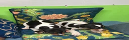 Jack Russell dogs for sale: Jack russel puppies - Advert 5