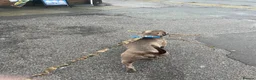 Staffordshire Bull Terrier dogs for stud: Bluey’s Dream Stud dog.  - Advert 7