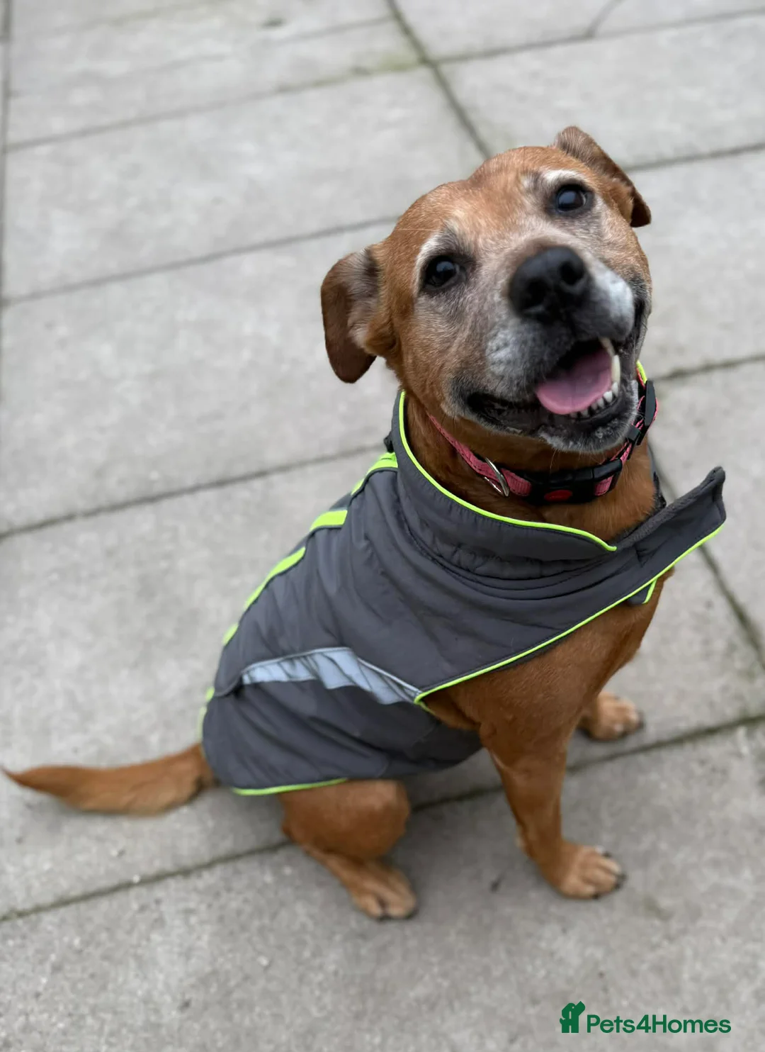 Mixed Breed dogs for adoption: Lovely Lucy wants a new forever home - Advert 1