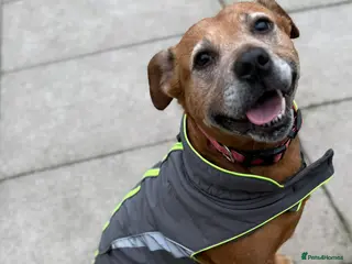 Mixed Breed dogs Lovely Lucy wants a new forever home - Advert 1