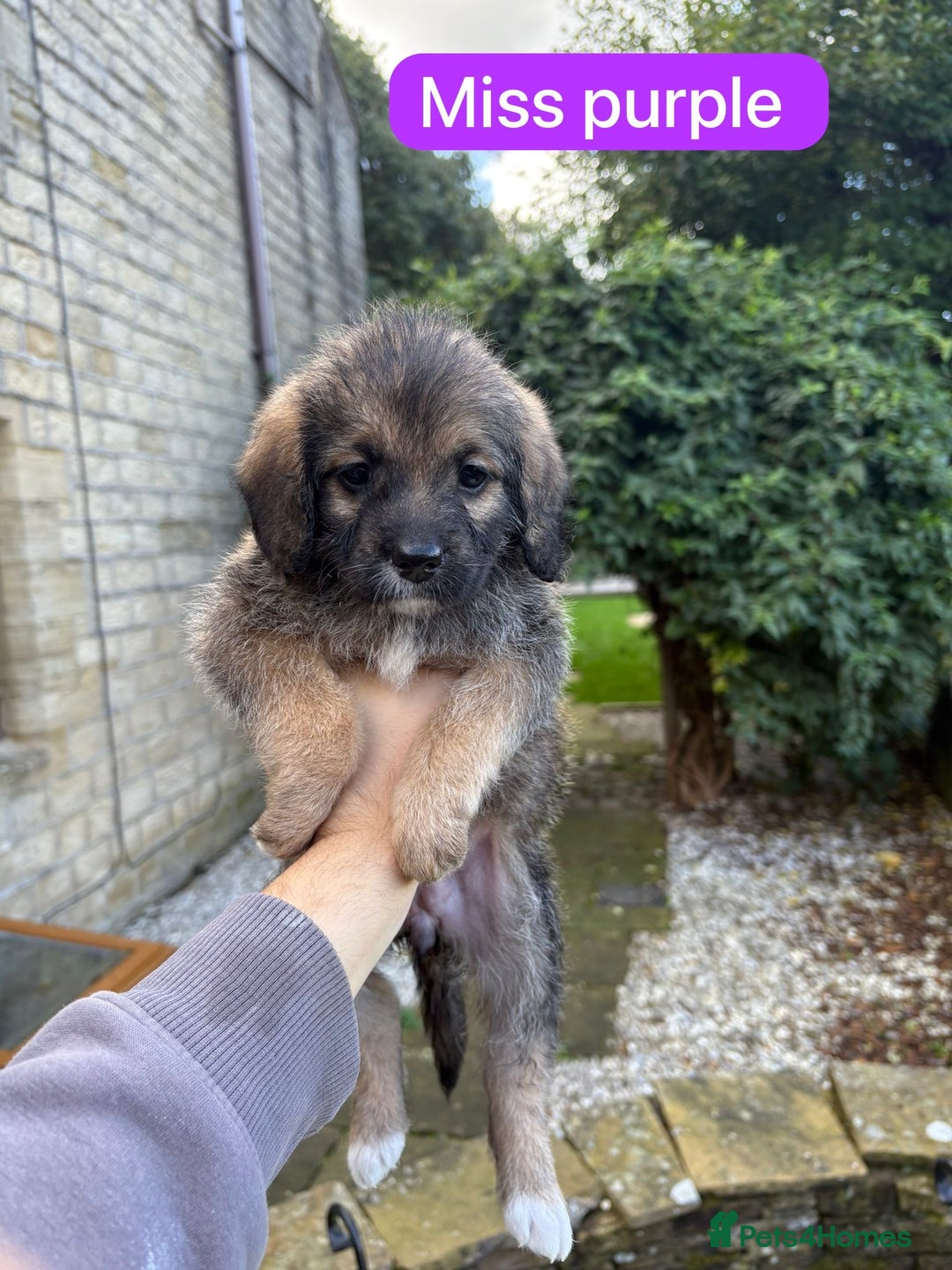 Saint Bernard dogs for sale: Outstanding Mini Saint Bernadoodle Puppies - Image 24