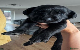 Springador dogs for sale: 8 Black Springador Puppies  - Image 1