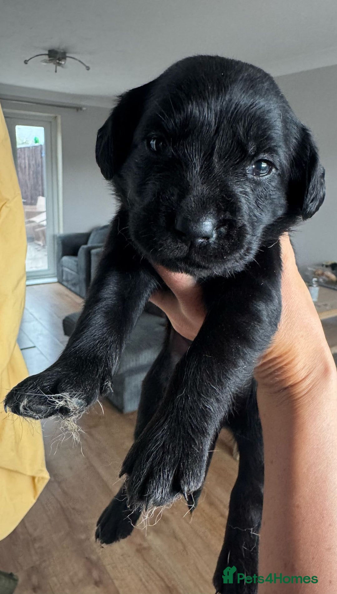 Springador dogs for sale: 8 Black Springador Puppies  - Image 1