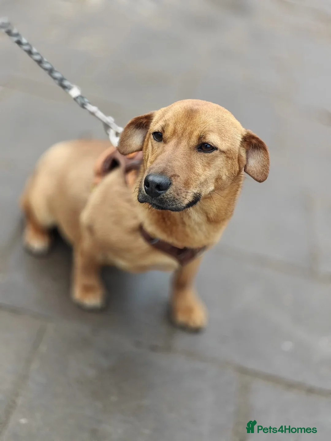 Mixed Breed dogs for adoption: 💙🐶 LOLIK – EVERYONE’S FAVOURITE in Burton-on-Trent - Advert 1