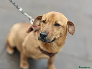 Mixed Breed dogs 💙🐶 LOLIK – EVERYONE’S FAVOURITE - Advert 7