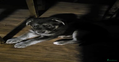 Mixed Breed dogs German sheperd x lab  - Advert 5