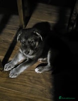 Mixed Breed dogs German sheperd x lab - Advert 5