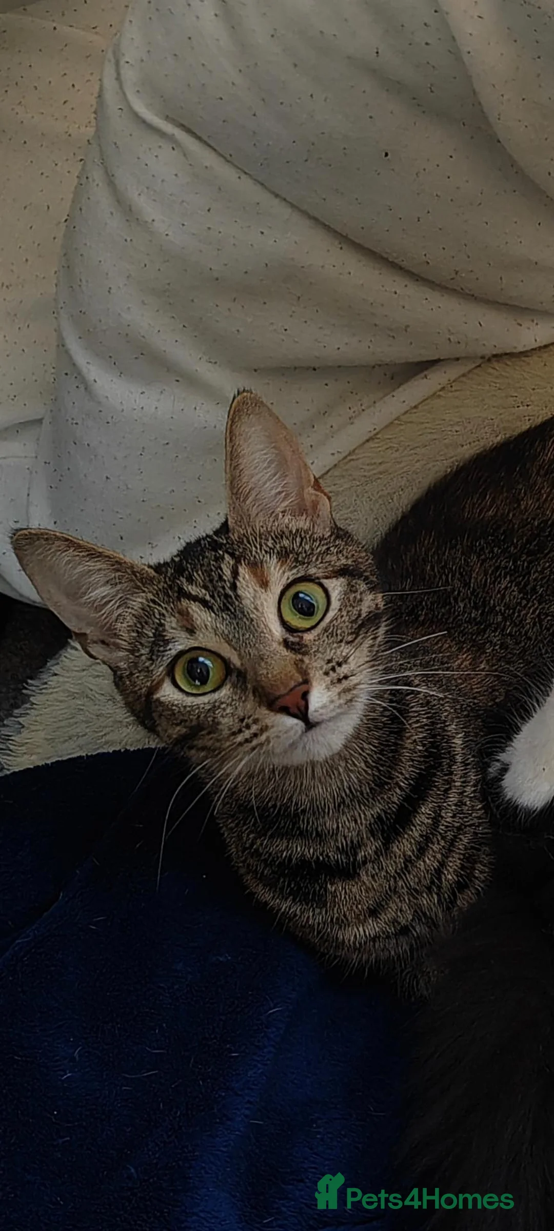 Mixed Breed cats for sale: Female Cat - Advert 1