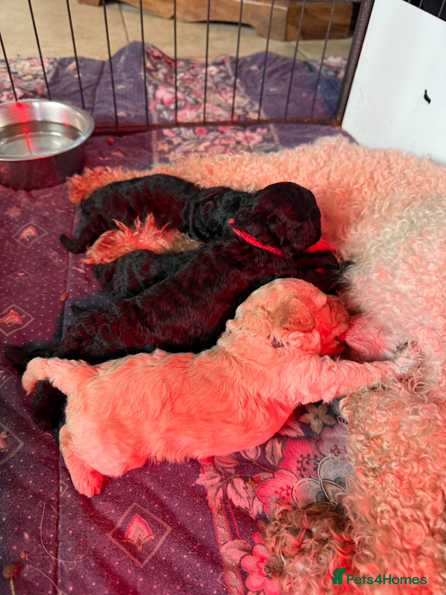 Mixed Breed dogs Adorable Toy Poodle x Miniature Puppies - Advert 6