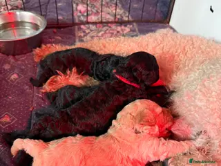 Mixed Breed dogs Adorable Toy Poodle x Miniature Puppies - Advert 6