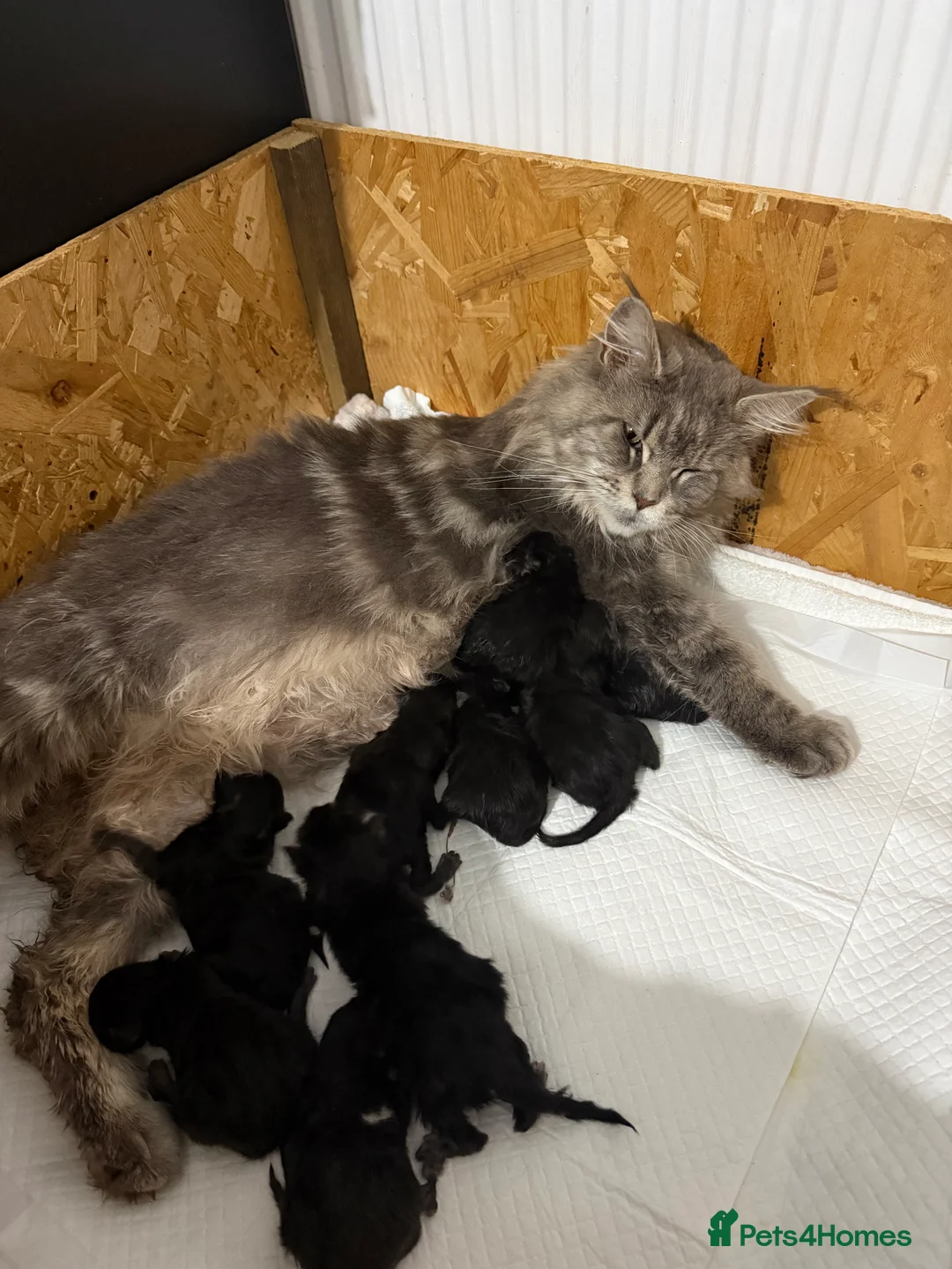 Maine Coon cats for sale: last girl and boy available - Advert 7