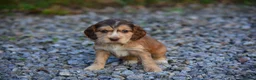 Cocker Spaniel dogs for sale: 5 Sable Cocker Spaniel Puppies - Advert 7