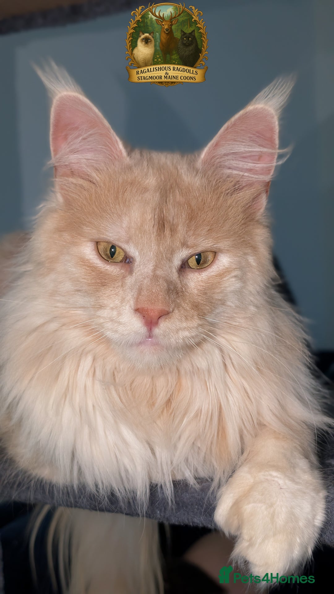 Maine Coon cats for stud: High Red Smoke 66/66 Polydactyl European line - Advert 2