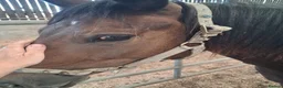 New Forest horses for sale: Geldings  - Advert 8