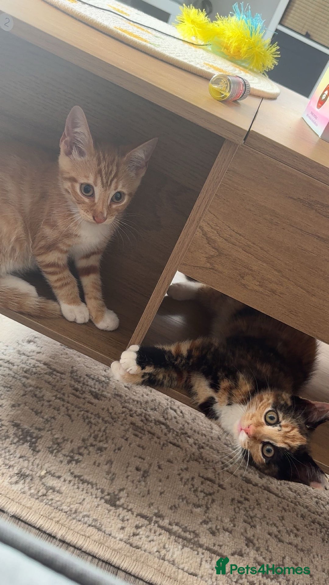 British Shorthair cats for sale: Ginny and Joey - Advert 6