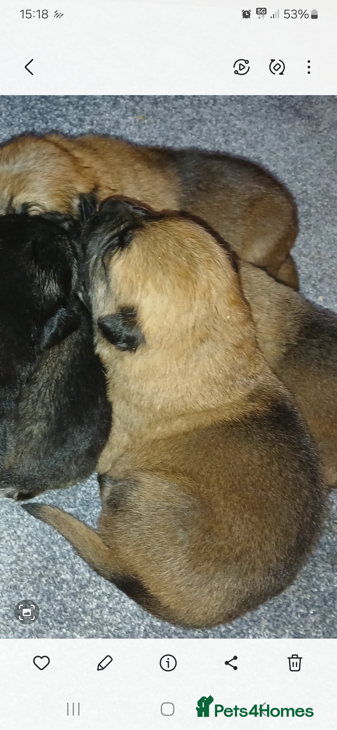 German Shepherd dogs for sale: Czech shepherd  - Advert 14