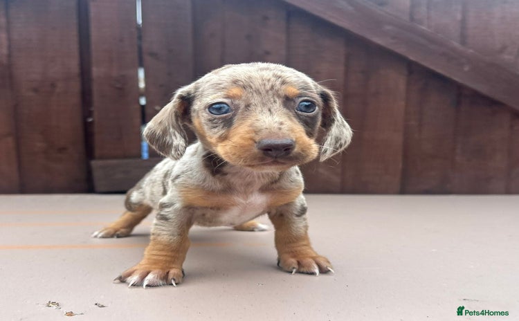 Dachshund dogs - Advert 3