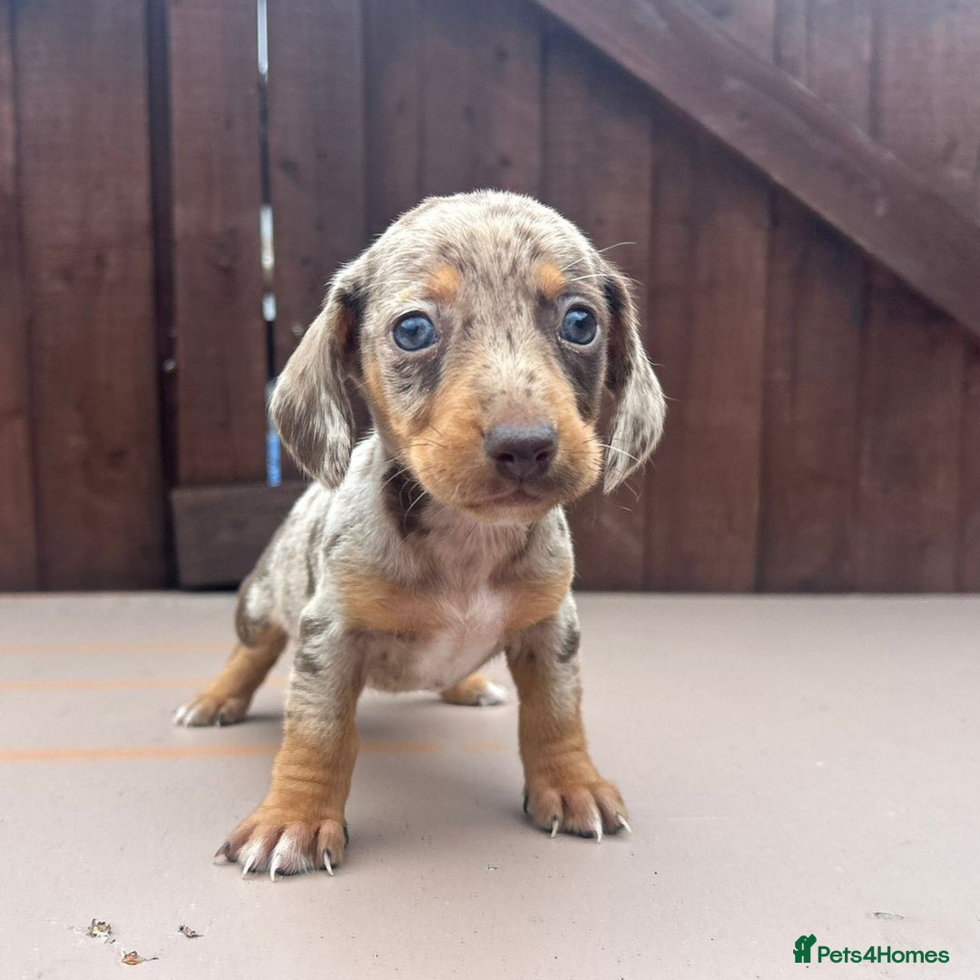 Dachshund dogs for sale: 6 beautiful dachshund puppies!!! - Image 1