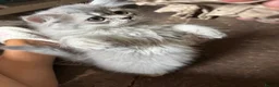 British Longhair cats for sale: 3 Adorable Loving British Longhair Kittens  - Advert 5