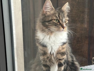 Maine Coon cats Beautiful strong trained female - Advert 1