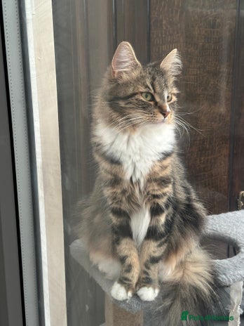 Maine Coon cats Beautiful strong trained female - Advert 1