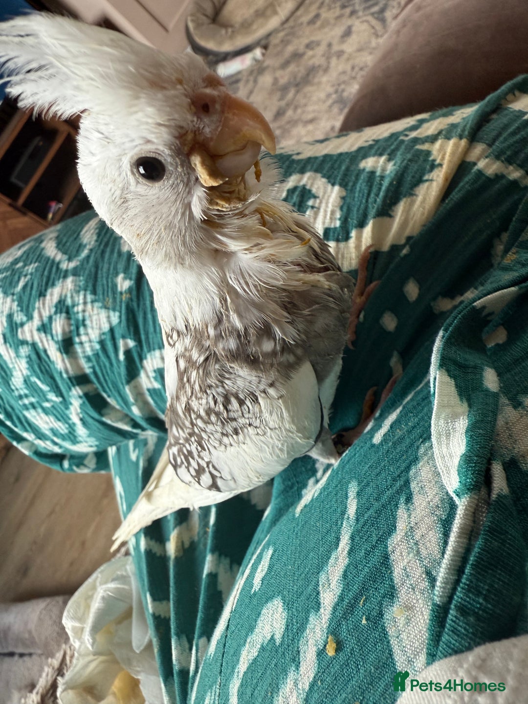 Cockatiels birds for sale: Beautiful DNA tested hand reared cockatiels  in Wigan - Image 1