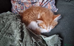 Mixed Breed cats for sale:  Kittens for Sale  - Advert 8