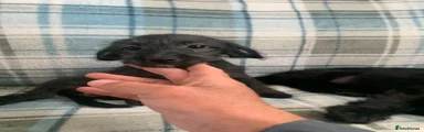 Doxiepoo Puppy 2