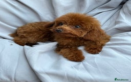 Toy Poodle dogs for sale: Asian Toy Poodle (Korean & Chineese) VERY rare - Image 7